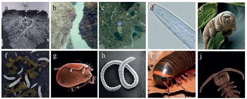 土壤生物體型差異如何驅(qū)動地下群落的構建與功能
